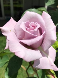 BLUE DIAMOND (hybrid tea)